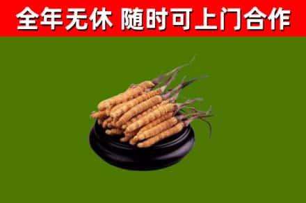 韶关回收冬虫夏草